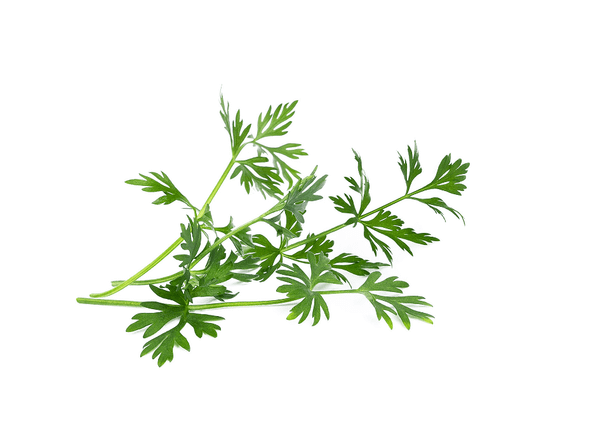 Пълнител VERITABLE Cumin - кимион